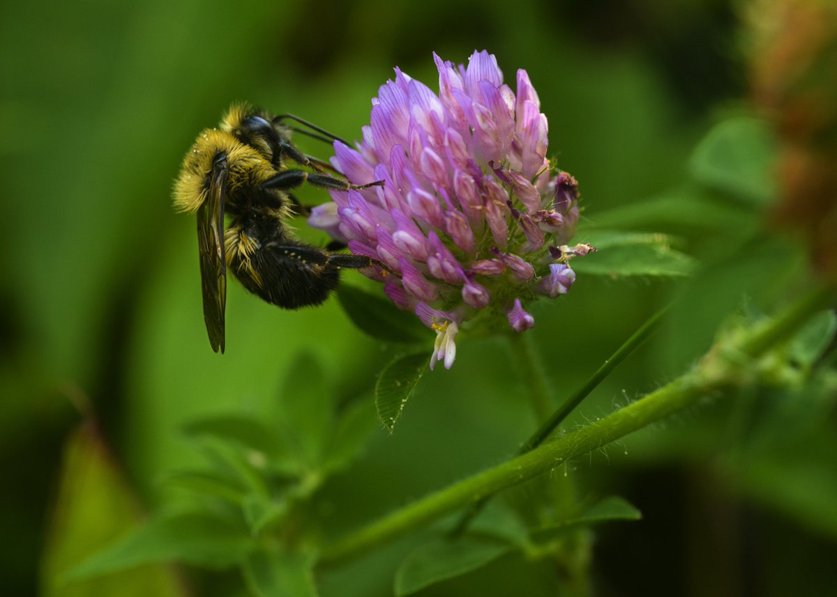 meElToro's tweet photo. Happy, little, fuzzy bee on clover.
#macro #bee #pollenator #macrohour #photohour #nikon #photography #NaturePhotography https://t.co/CsXVVrDFT7