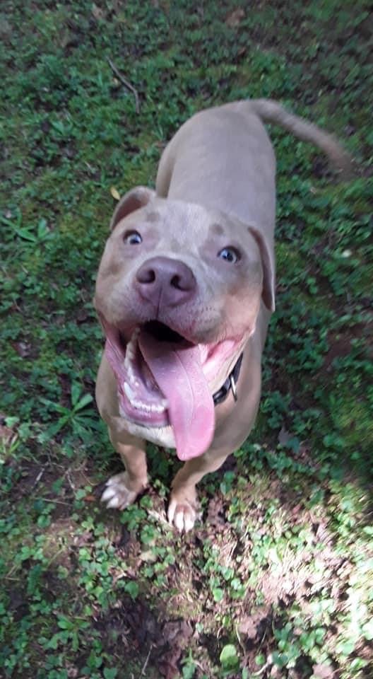 JRicehendrix's tweet photo. @Happydog___ This is him now. We took him to the pound and went thru the proper channels to adopt him. He is happy and well adjusted now. https://t.co/W09KBU8plT