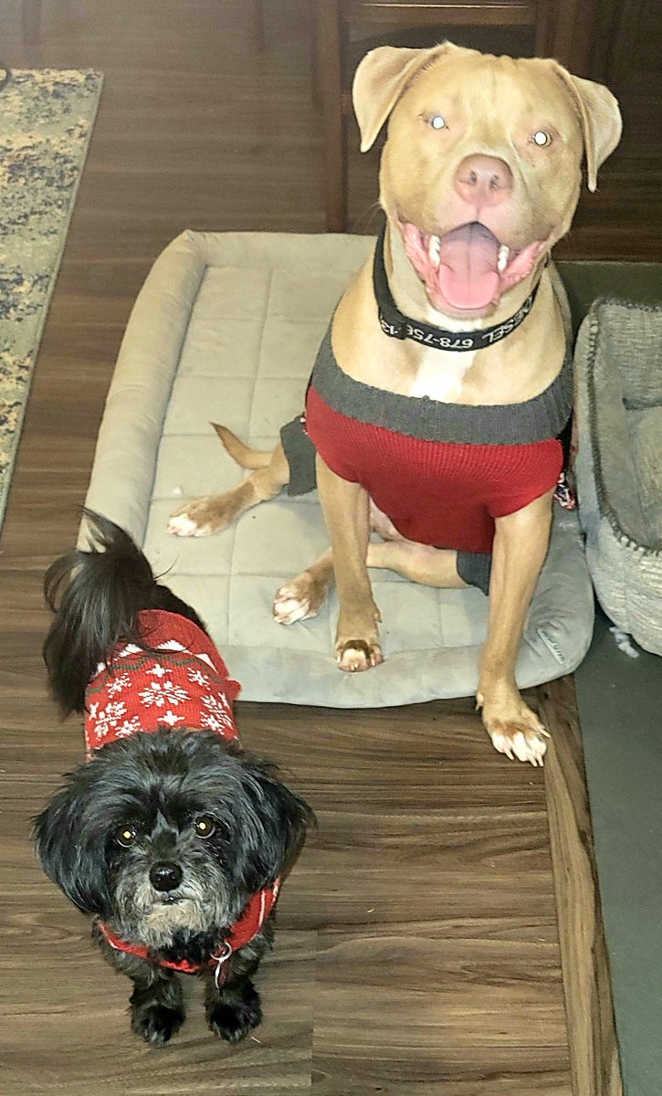 JRicehendrix's tweet photo. @Happydog___ This is him now. We took him to the pound and went thru the proper channels to adopt him. He is happy and well adjusted now. https://t.co/W09KBU8plT