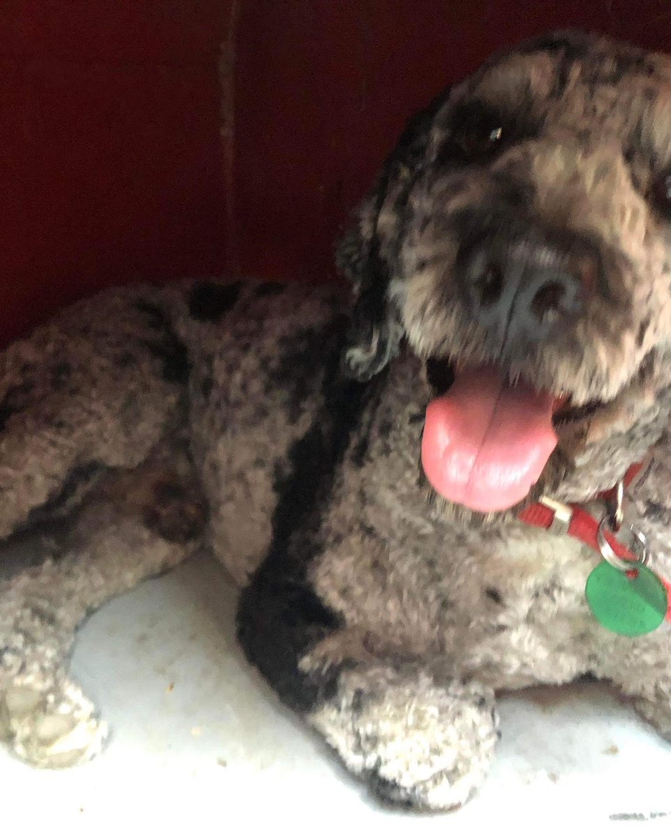 These two absolutely loving our recent canal boat holiday #InternationalDogDay