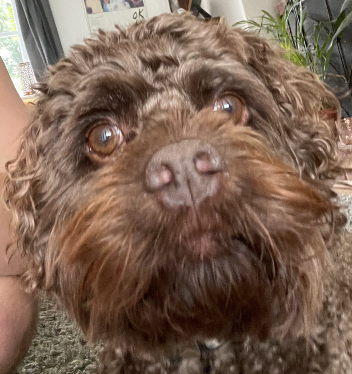 Oi you! It’s #InternationalDogDay!