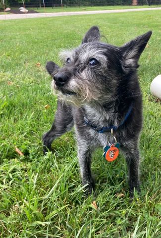 BGPetClub's tweet photo. We are excited to welcome Gunner to the BG Pet Club! https://t.co/Lt7dglGs80