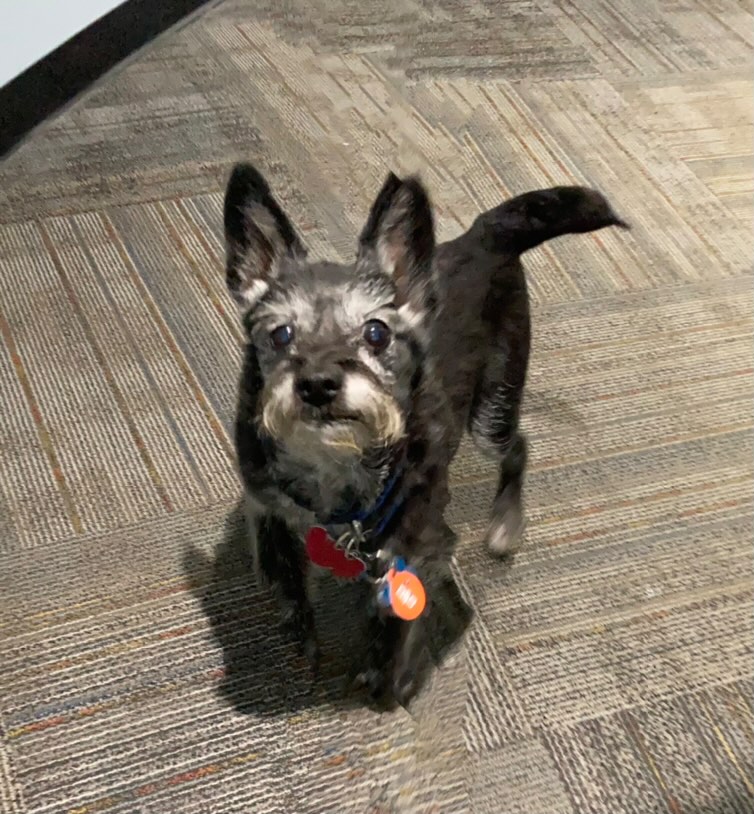 BGPetClub's tweet photo. We are excited to welcome Gunner to the BG Pet Club! https://t.co/Lt7dglGs80