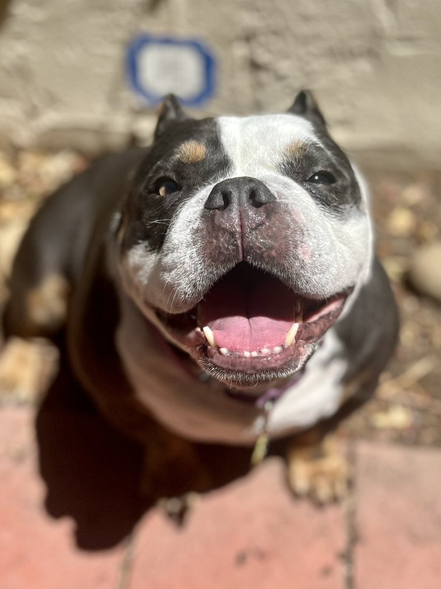 Happy International Dog Day 
#AdoptDontShop #rescueismyfavoritebreed