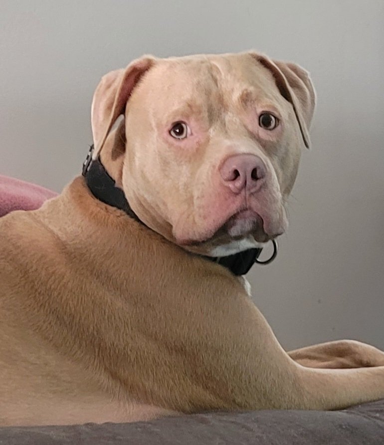 JRicehendrix's tweet photo. @Happydog___ This is him now. We took him to the pound and went thru the proper channels to adopt him. He is happy and well adjusted now. https://t.co/W09KBU8plT