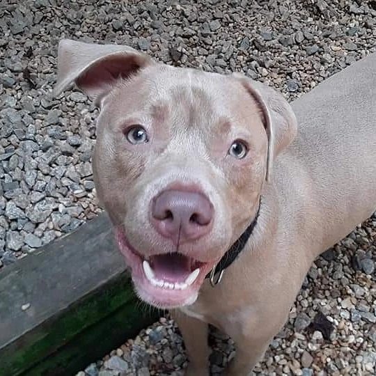 JRicehendrix's tweet photo. @Happydog___ This is him now. We took him to the pound and went thru the proper channels to adopt him. He is happy and well adjusted now. https://t.co/W09KBU8plT