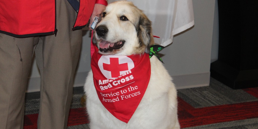 RedCrossNOH's tweet image. Some @RedCross volunteers offer their pets to provide comfort to deploying members of the military and hospitalized veterans.  On this National Dog Day, read more about @SAFJessica's Animal Visitation Program. #ArmedForces #NationalDogDay #Pets #SAF #Comfort