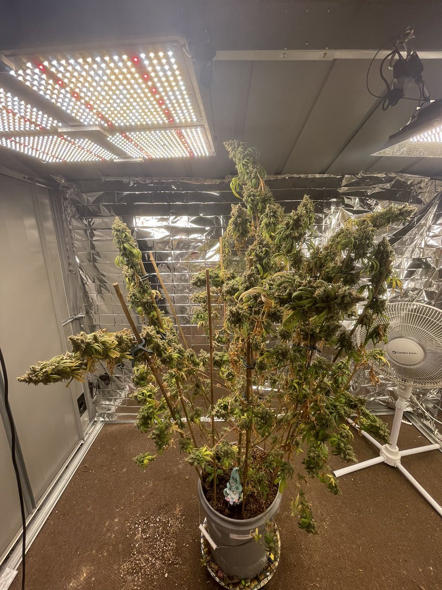 Valkyrjaexotics's tweet photo. @RedwoodExotics @Bignz420 @puffco https://t.co/ePFcSIFAJV
