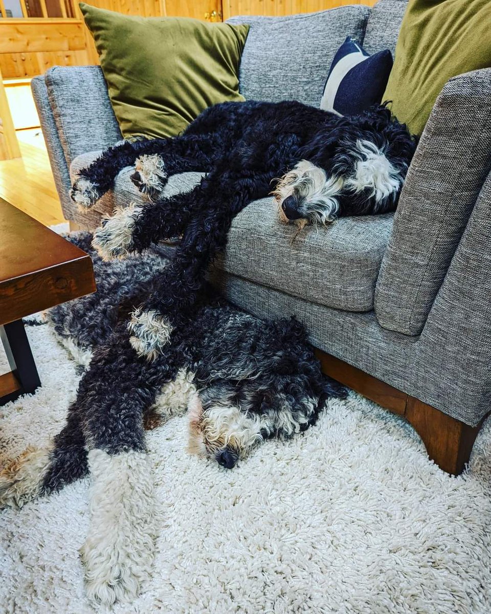 Lazy pups. My kind of dogs.
#NationalDogDay 
#goodboy
#bernadoodle