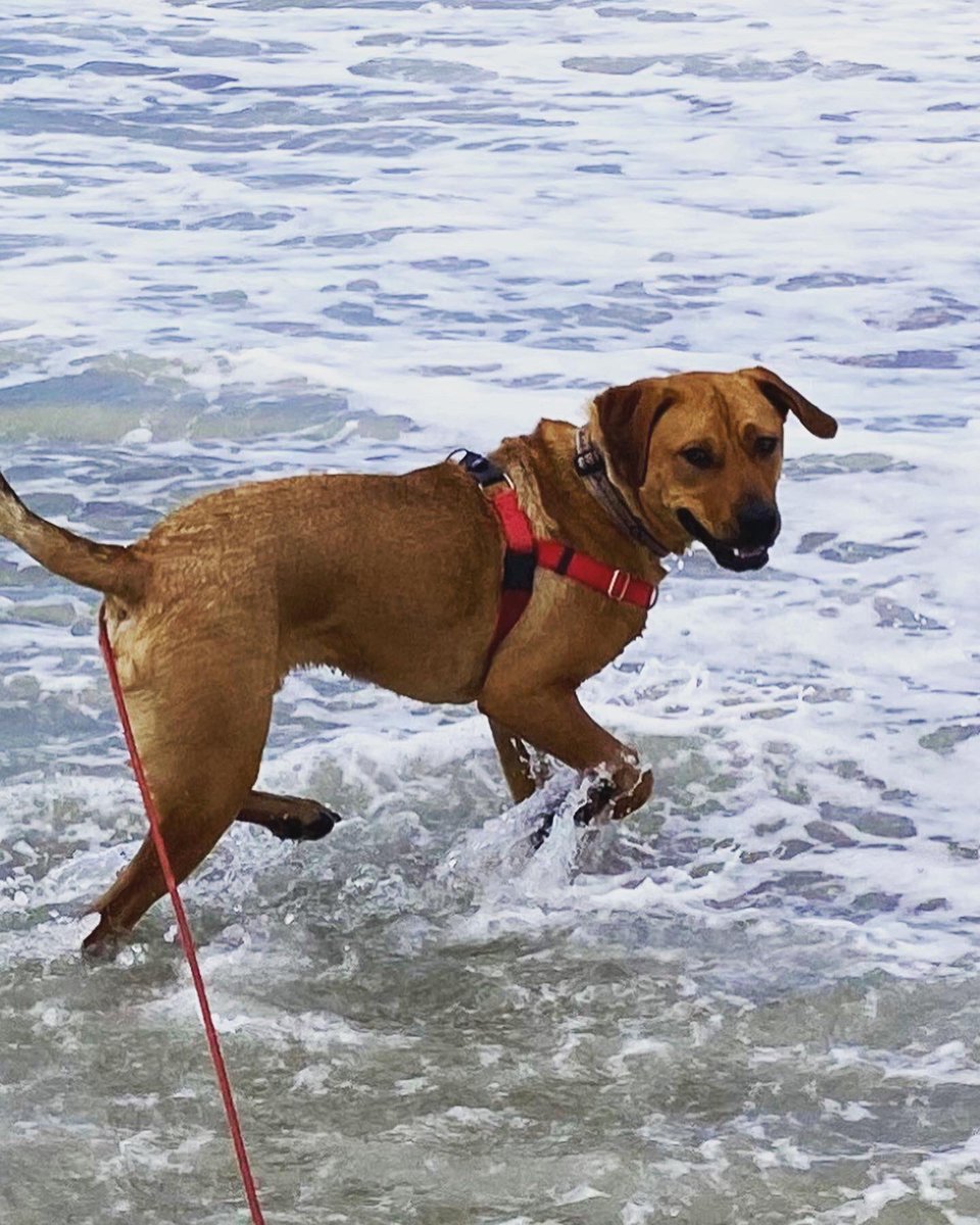ackharbormaster's tweet photo. Happy National Dog Day to our favorite crew member Stormin Norman the Foreman! He’s the very best and has so many duties and responsibilities but still makes time for fun! Thanks to the GOAT (Meg) for all you do for this great guy! #deputydog #greatdog #bestshipmate #somanyjobs https://t.co/nOPGJee8MM