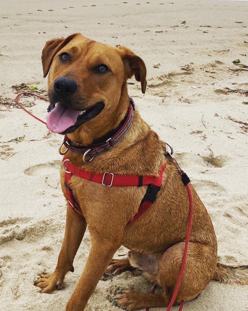 ackharbormaster's tweet photo. Happy National Dog Day to our favorite crew member Stormin Norman the Foreman! He’s the very best and has so many duties and responsibilities but still makes time for fun! Thanks to the GOAT (Meg) for all you do for this great guy! #deputydog #greatdog #bestshipmate #somanyjobs https://t.co/nOPGJee8MM