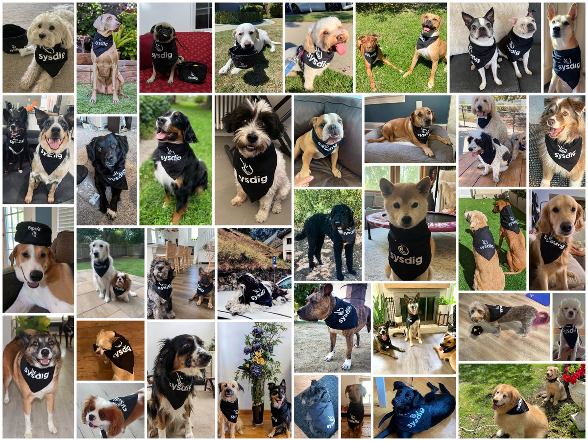 sysdig's tweet photo. Now here's a collection of (sys)dogs who definitely dig their Sysdig swag! πΎ
Happy International Dog Day to Sysdiggers and Sysdogs alike! πΆ
#DigWhatYouDo #InternationalDogDay #LifeAtSysdig https://t.co/QGASnBxciV
