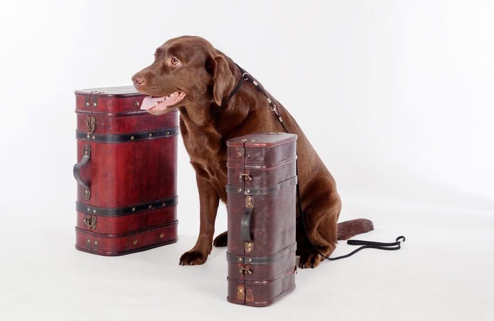 RP_Collection's tweet photo. A warm welcome awaits four-legged guests at our dog-friendly hotels on #internationaldogday  🐶
Explore some of Britain's most beautiful landscapes before heading back to your cosy accommodation &amp; curling up in the comfort of @DoxfordHall @eshotthall @EdnamHotel @RPC_Wordsworth https://t.co/PZ9Bp5mIXa