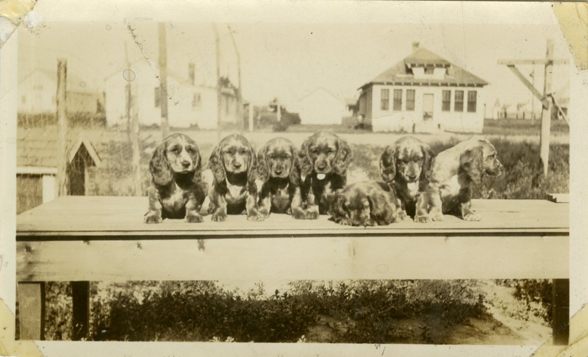 South Dakota State Archives tweet media
