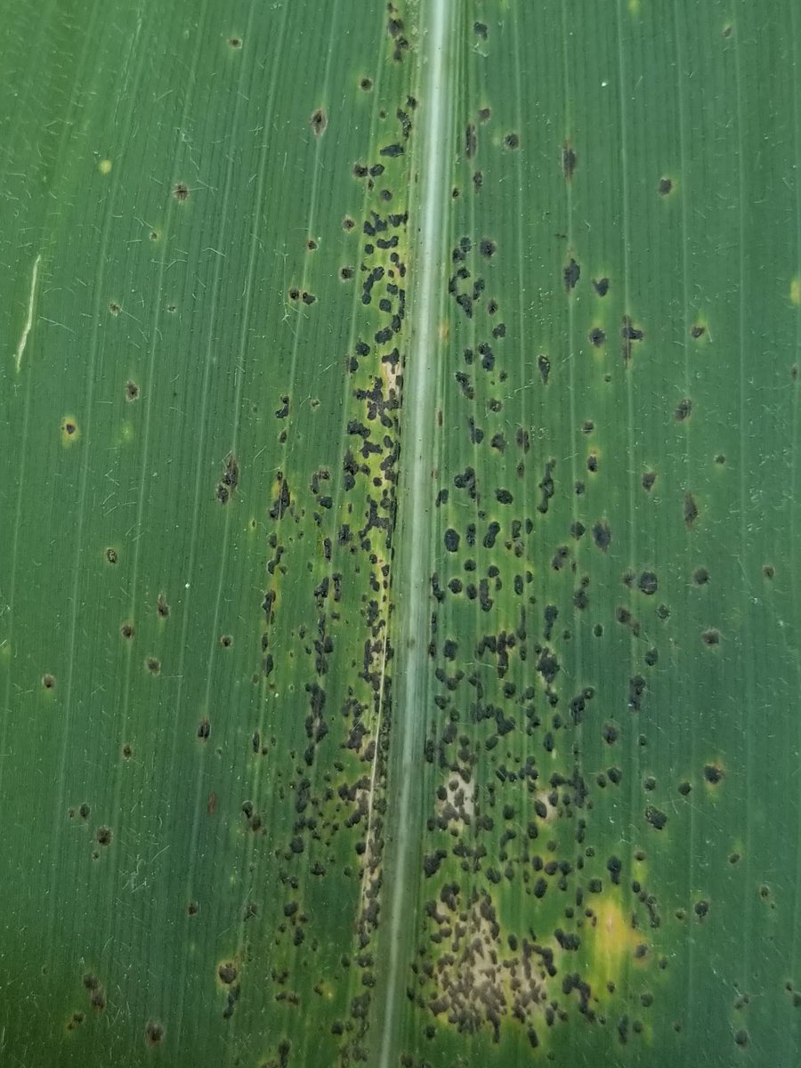 We continue to document tar spot as well in Indiana. Please keep sending in those photos or samples to @PurduePPDL. As stated by others if fungicides were going to be applied they should have gone out between VT to R3. <a href="/badgercropdoc/">Damon L. Smith</a> <a href="/alisonrISU/">Alison Robertson</a> <a href="/MartinChilvers1/">Martin Chilvers</a> <a href="/AlbertTenuta/">Albert Tenuta</a>