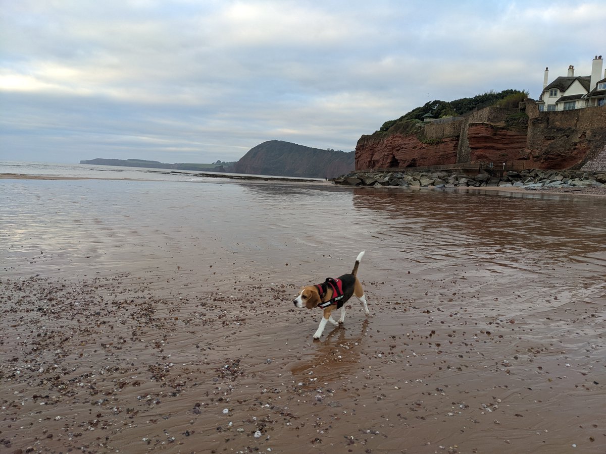 jurassic_coast's tweet photo. Today is #InternationalDogDay 🐶
🐾 Share your favourite images using the hastag #FurassicCoast
Don't forget to tag us too @Jurassic_coast
#DorsetDogs #DevonDogs #DogsAreTheBest #Walkies #MansBestFriend #dogs #DogWalk #DurdleDoor #Lulworth #Sidmouth #BeachLife #GoldenCap https://t.co/9nIAuIfk3B