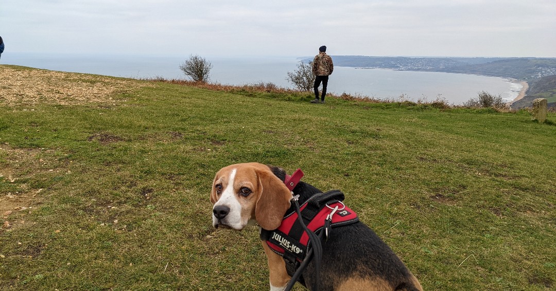 jurassic_coast's tweet photo. Today is #InternationalDogDay 🐶
🐾 Share your favourite images using the hastag #FurassicCoast
Don't forget to tag us too @Jurassic_coast
#DorsetDogs #DevonDogs #DogsAreTheBest #Walkies #MansBestFriend #dogs #DogWalk #DurdleDoor #Lulworth #Sidmouth #BeachLife #GoldenCap https://t.co/9nIAuIfk3B