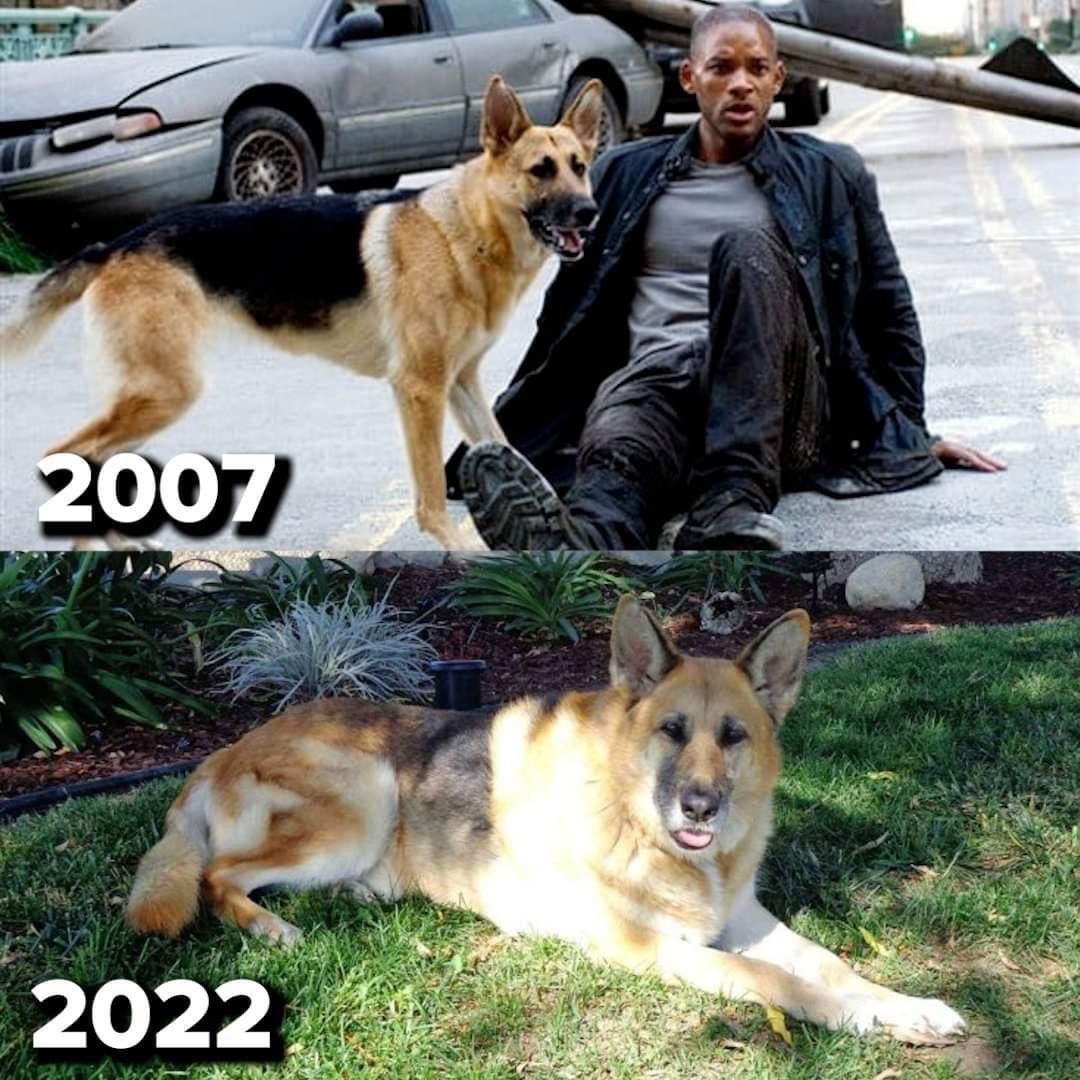 meilleurescenes's tweet photo. L’acteur de 'I Am Legend' 15 ans après. https://t.co/43jCKByrZ8