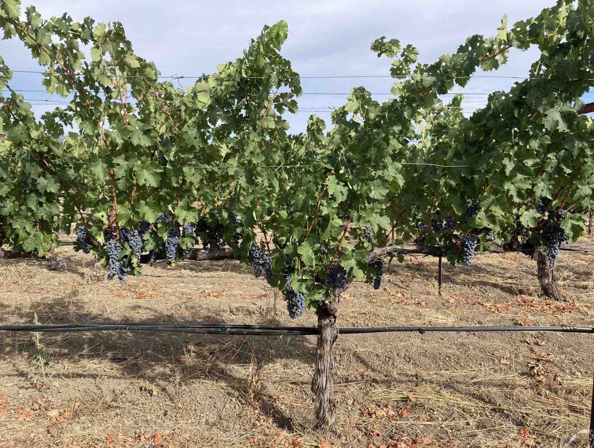 Corison Winery (@corisonwinery) on Twitter photo It's been busy in the vineyards since budbreak in March. See our full spring & summer vineyard update at corison.com. <a href="/cathycorison/">Cathy Corison</a> & her daughter Grace have started sampling the grapes for ripeness - we'll be picking soon! Join us to see all the action. It's been busy in the vineyards since budbreak in March. See our full spring & summer vineyard update at corison.com. <a href="/cathycorison/">Cathy Corison</a> & her daughter Grace have started sampling the grapes for ripeness - we'll be picking soon! Join us to see all the action.