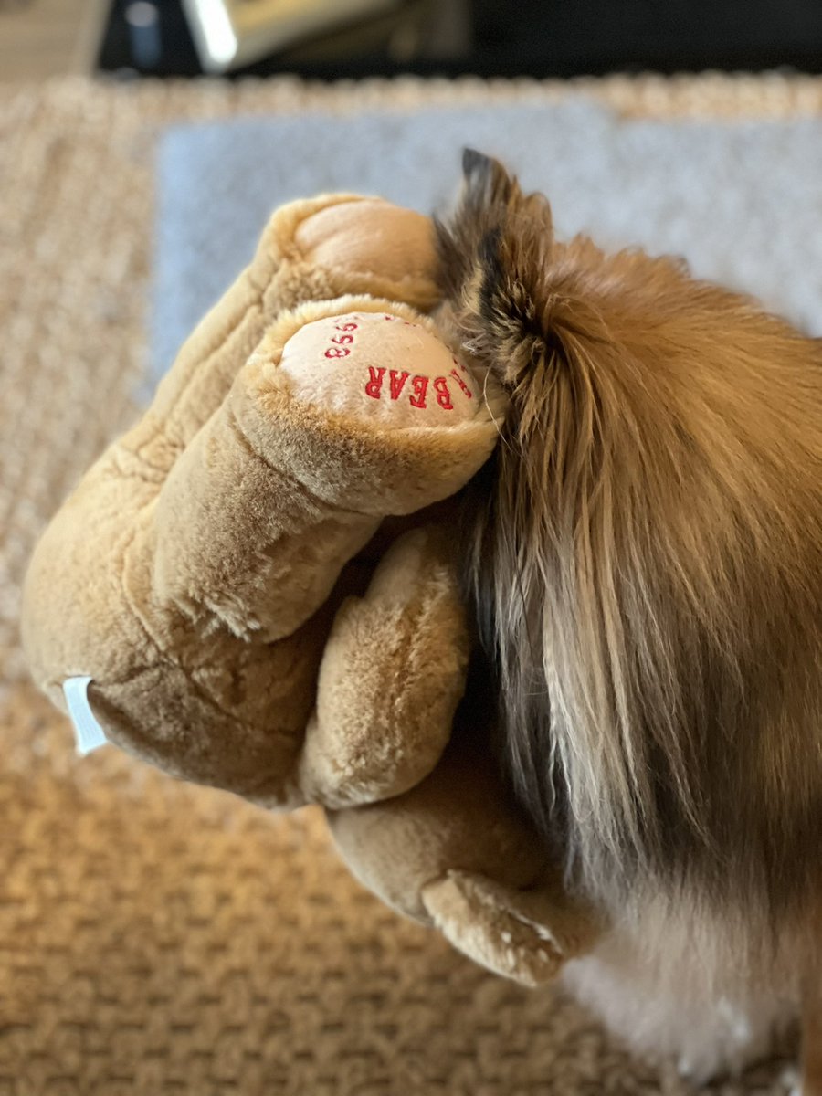 randersonuk's tweet photo. @LaurenMumby We seem to have lost Sammy inside his Bear! Happy #InternationalDogDay! https://t.co/lS6JIzlOLI