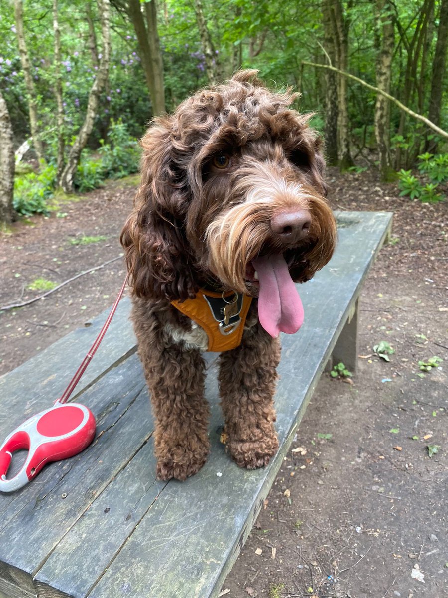 mcnallyjamesj's tweet photo. Happy international dog day https://t.co/jNBQPfkLGc