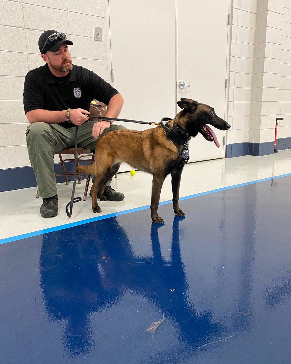 senecapd_sc's tweet photo. Happy #InternationalDogDay to K9 Rogue!!!   #SERVE https://t.co/Ih82bsLxmY