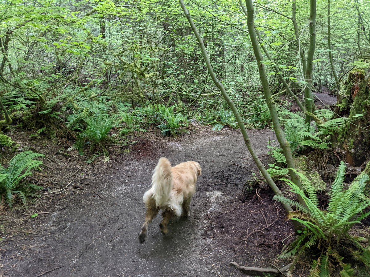 Please enjoy these Stanleys on this #InternationalDogDay.