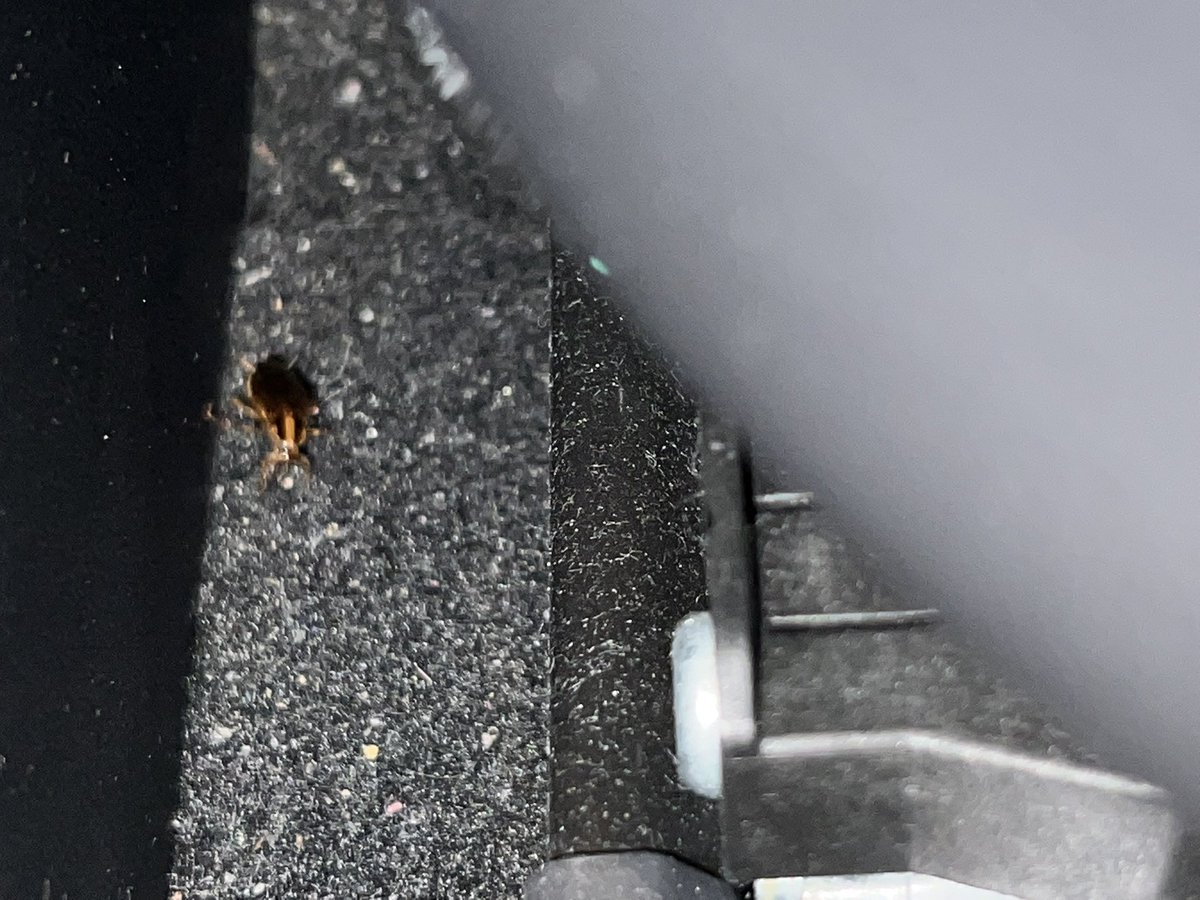 More_than_a_G's tweet photo. I rented a car Wednesday from @Hertz Miami location and it was infested w/ ROACHES. I exchanged the car the next day and the new car was also infested w/ ROACHES. THIS IS DISGUSTING AND A HEALTH HAZARD ESPECIALLY B/C ROACHES CARRY DISEASES. This is unacceptable @Hertz !!!!!!!!!!! https://t.co/ZKhyMZSeU4