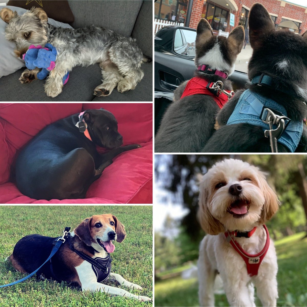 Georgetown_UP's tweet image. Meet the dogs of GUP on #NationalDogDay: Koda, Midnight, Mary Ann, Stella, Brando, and Skye @DAupresses 💛🐶