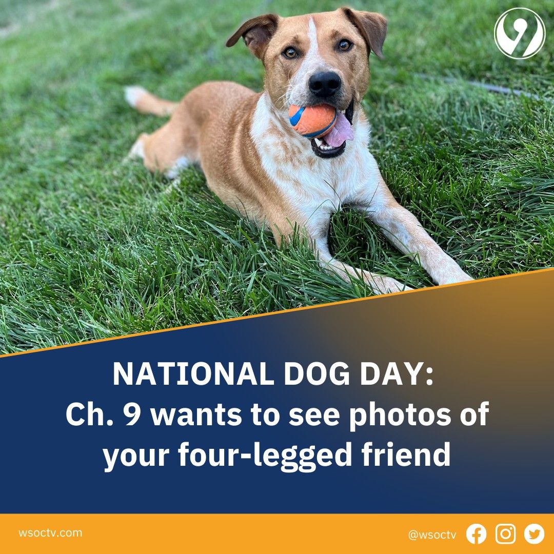 Is Today National Dog Day 2018
