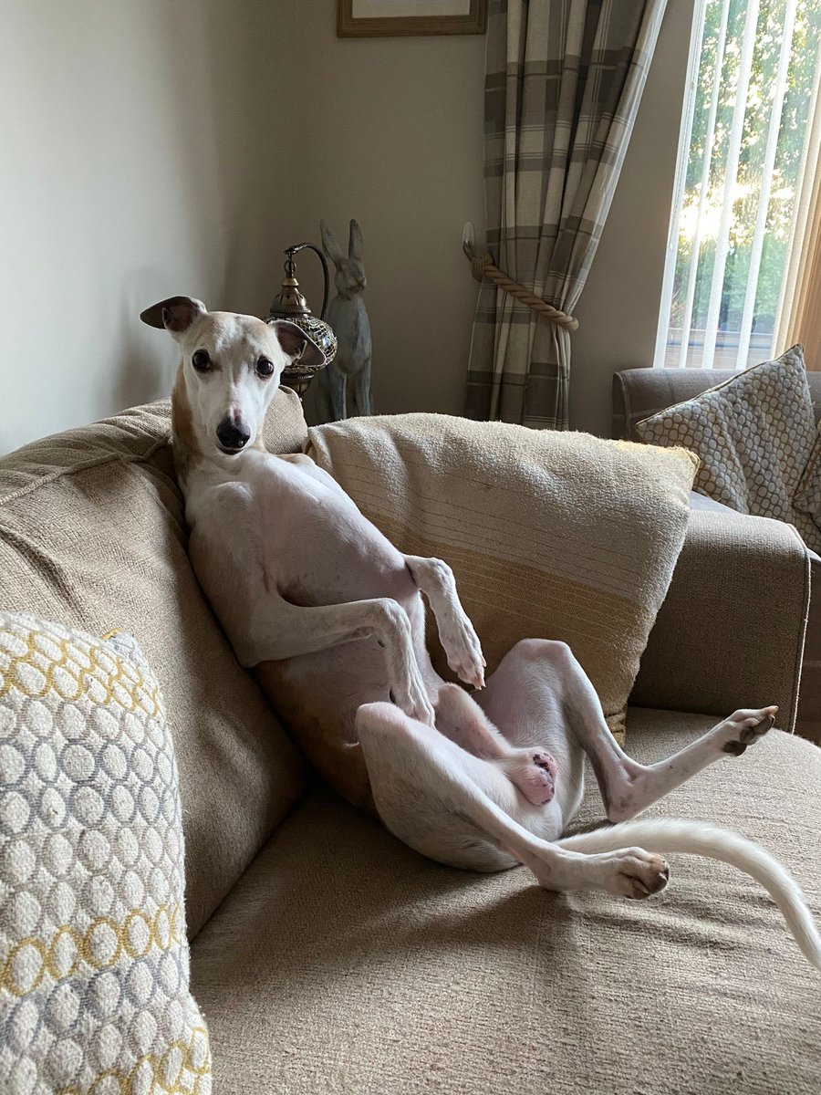 National dog day…. As you can see!! Monkey aka Taggle, is showing himself off to be a fine a specimen 😂￼#NationalDogDay