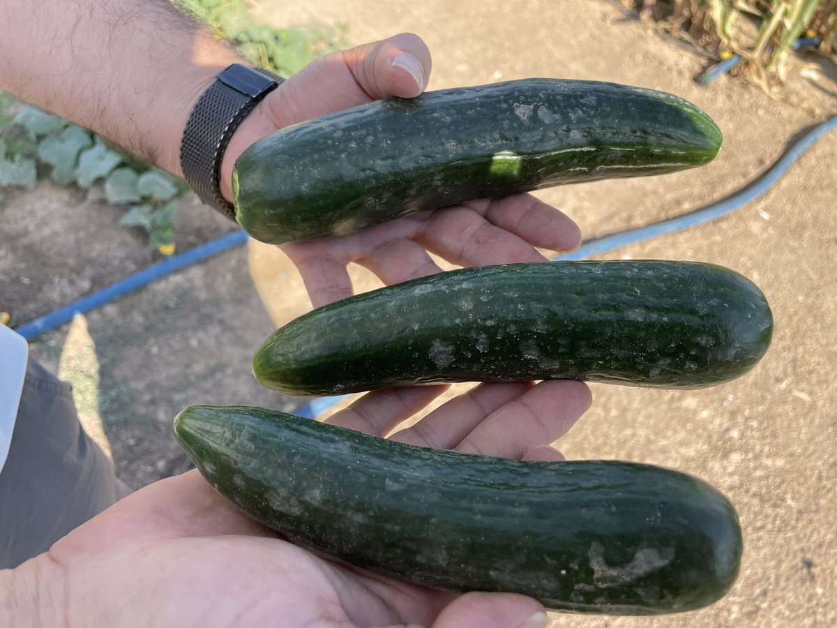 bilgehannas's tweet photo. #Waterreuse #wastewater #antibiotics #Tübitak #1001 💊
#UF #NF #RO #Groundwater #Ozone #AC #Sandfilter #SCWO
🥬🌽🥒
#corn #sugarbeet #cabbage #cucumber
💩💦 https://t.co/hTeNWKgfLC