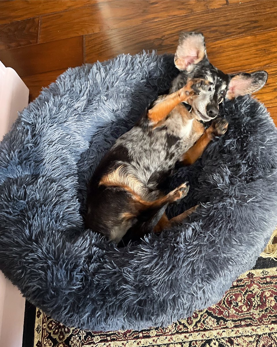 Wishing a wonderful day to my grand dog, Winston❤️🐾