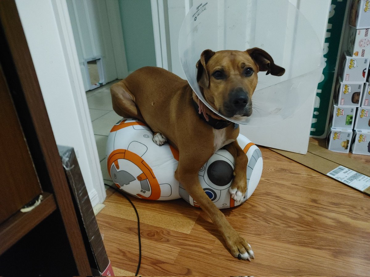 Roww4pie's tweet photo. @BFLYdownunder mine stepped on a shell and decided that bb8 was a bed https://t.co/ujuBFDYoPN