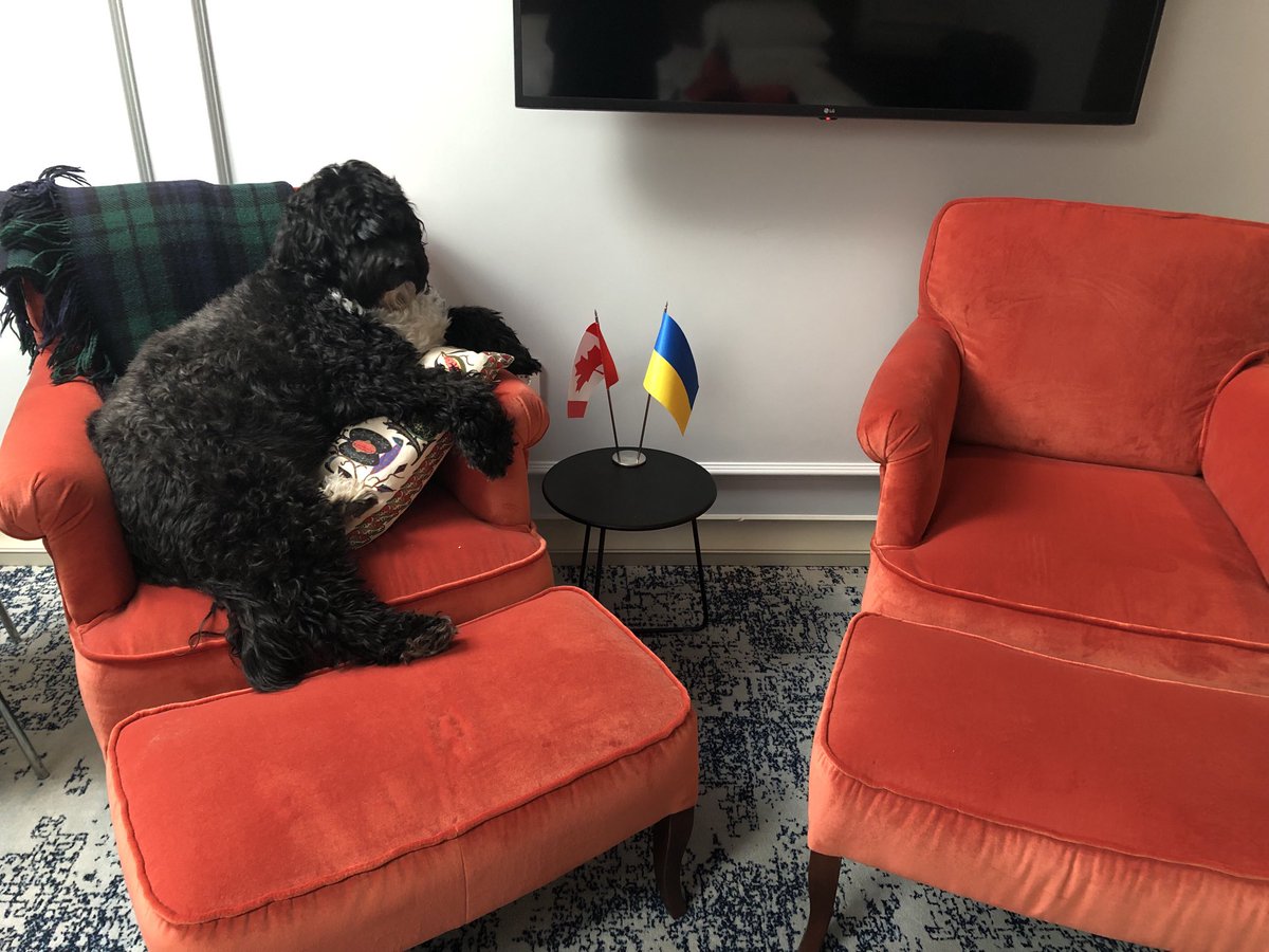 ashley_mulroney's tweet photo. In honour of #NationalDogDay in π¨π¦, allow me to introduce Kesho.
She is waiting patiently here for her bilateral with the πΊπ¦ Canine Representative.
She would like to thank πΊπ¦ for its hospitality. She is especially fond of all the bread left lying around for the π¦.
#DipDogs https://t.co/qhXqZgZcQB