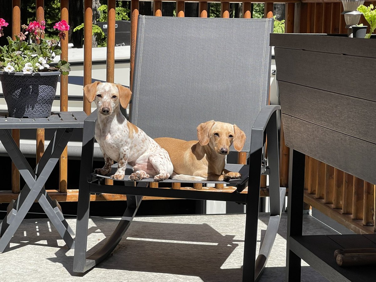 FraserValleySH's tweet photo. @KasiaBodurka Happy International Dog Day from Greta &amp; Otis https://t.co/lKOvZ14fTO