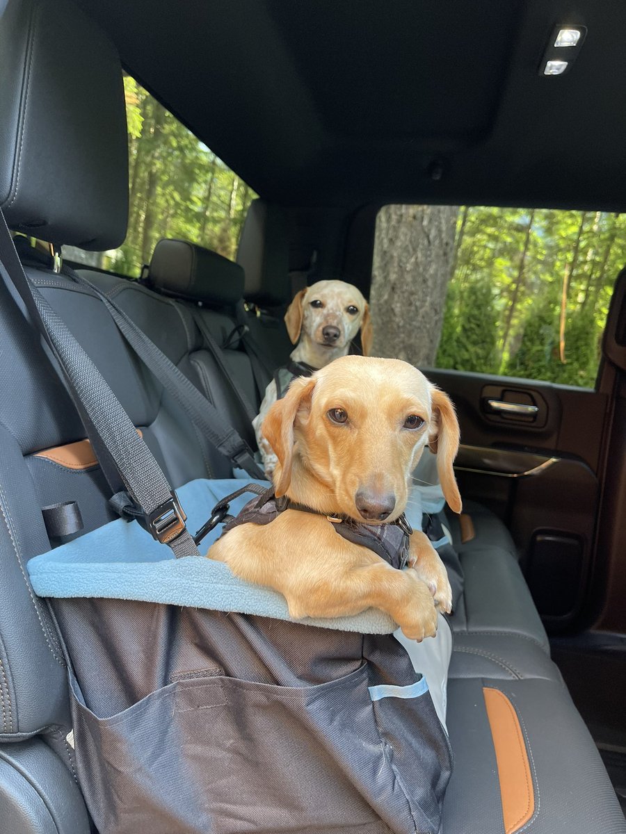 FraserValleySH's tweet photo. @KasiaBodurka Happy International Dog Day from Greta &amp; Otis https://t.co/lKOvZ14fTO