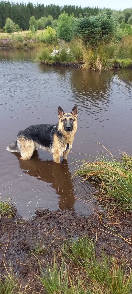 TSteadwood's tweet photo. @Crufts https://t.co/eVeT5icUTa
