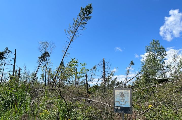 kristynease's tweet photo. 🌲🍃Forests🌿🌳 + 
🔥☀climate change🌩🌪
= trouble in the Greenbelt

NCC: "If climate risks are not proactively managed, the NCC will need to seek more funds, decrease service level standards, and/or abandon assets and programs."

https://t.co/TubPbbcUCT https://t.co/HllOTOzQUD