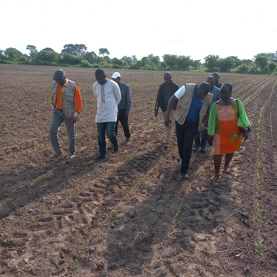 ANADER_CI's tweet photo. Le Directeur Général de l'#ANADER souhaitant s'enquérir personnellement de l'avancement sur le terrain du Programme d'Urgence du Secteur Agricole #PURGA2 a donc effectué cet après midi une visite improvisée sur des parcelles de ⤵️⤵️
#CIV225
@Gouvci
#Securitealimentaire https://t.co/fuhOS7qww2