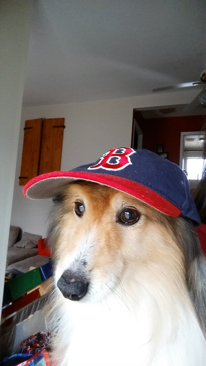 ethier_frank's tweet photo. #HappyNationalDogDay 

#Abeille #RIP2020 ❤ https://t.co/37mwbz9lJ3