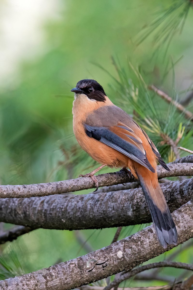 abbassrizvi's tweet photo. Rufous Sibia
from Rawalakot, AJK, Pakistan.
#bestbirdshots #birds_brilliance #wildlifephotography #planetbirds #planet_birds #birdsofpakistan #rufoussibia
@nikon_pakistan
@nikonasia
@best_birds_shots
@brillientbirds2021
@wildlife
@wwfpak
@islamabad https://t.co/PYWhdwP6m1