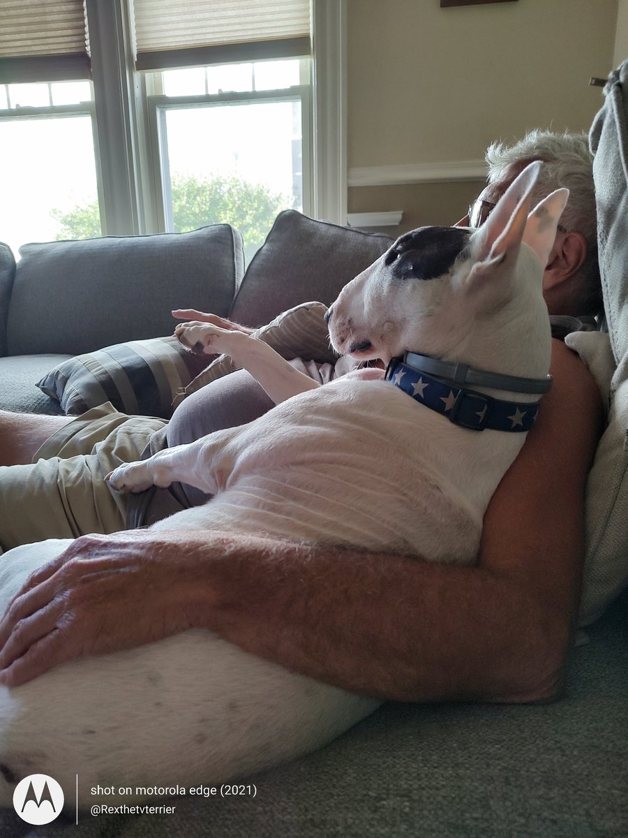 We're watching the #ClearTheShelters coverage on TV on #InternationalDogDay !
If you want to help keep dogs (and cats, pigs, rabbits, etc.) Out of shelters, donate to our charity!
Rexthetvterrier.org