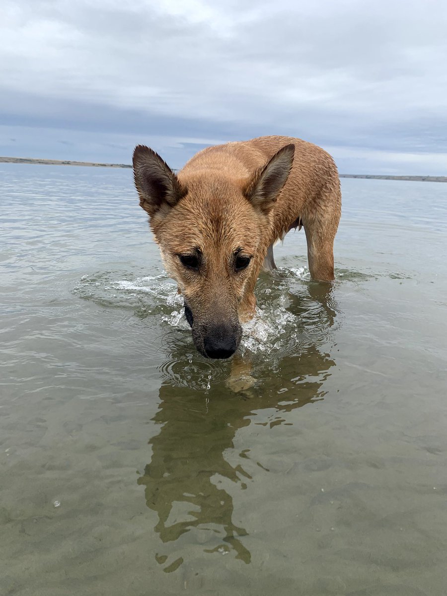AlexaBerezowski's tweet photo. Happy #NationalDogDay to big Zane! #DogsofCoop @PrairieCoop @Coop_Ag https://t.co/Yhthbntlmn