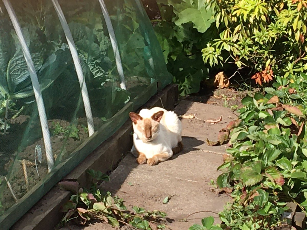 Diablo_Siamese's tweet photo. ….#CabbagePatchKid #BestLife #BornFree #HandsomestDevil #Siamigos @jolenehunter #BankHolidayWeekend #CatsOfTwitter https://t.co/CGQQVW6miN