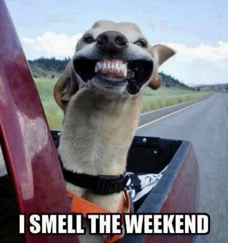 jpdmom42's tweet photo. Is it 5 pm yet? #comeonweekend https://t.co/SwaxCGlNZl