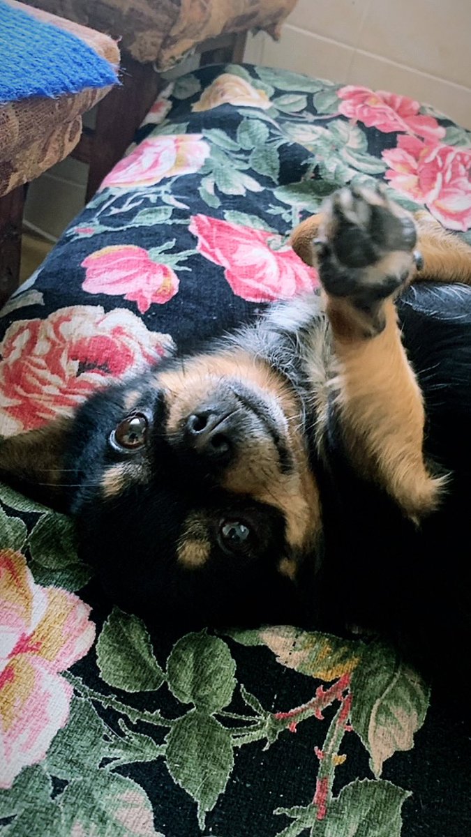 Bohemnyi_bezdelnik tweet media