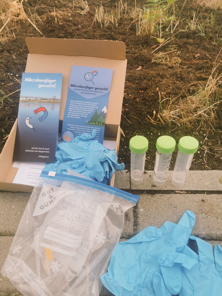 claudiasjv7's tweet photo. Today is the day! My first "field work" day searching for #magnetos to help my dear colleague @MvanTeeseling and her student @THau_TinyTitanz on this super cool project combining science, nature and outreach #mikrobenjagd #outreach https://t.co/hYKESDYYJO
