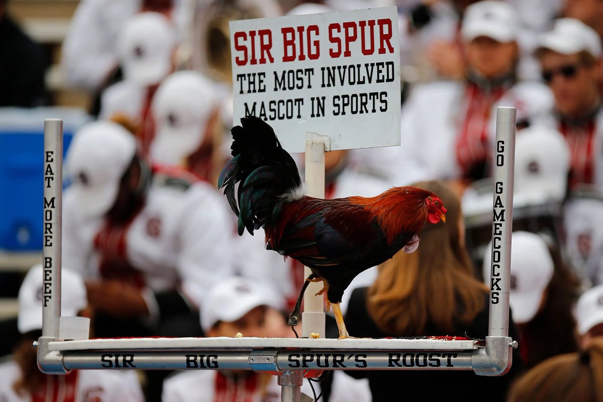 PFF_College's tweet photo. The South Carolina Gamecocks’ legal team is advising against them using the name Sir Big Spur for their mascot moving forward, per @thestate.
Suggestions for new names includes Cluck Norris, Marco Pollo and Cock Commander. https://t.co/Gqza1FQDyb