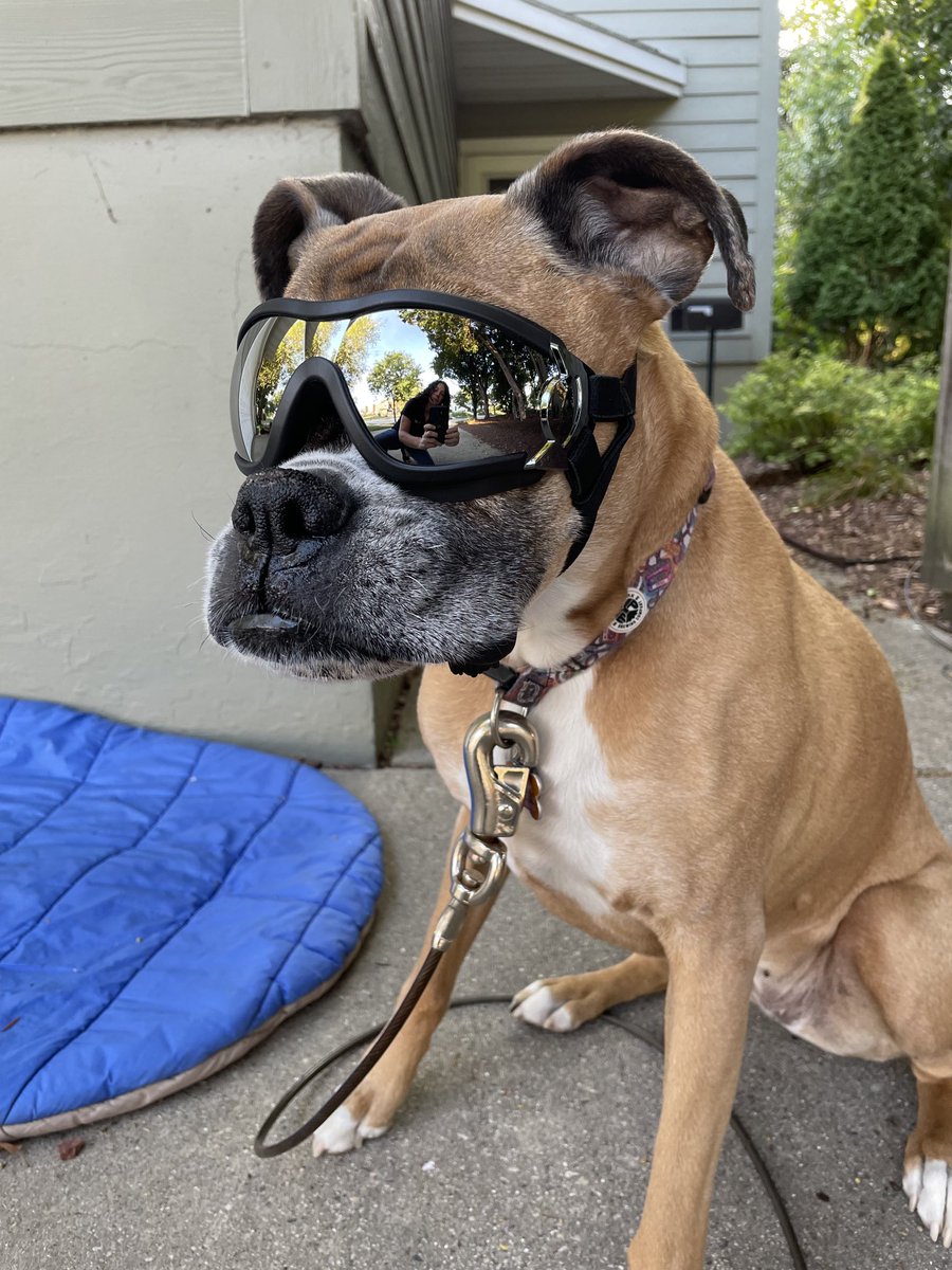 DashtheB's tweet photo. So my human is finally getting a vehicle that I can put my head out of the back window! I am officially ready for this wonderful treat! #windinmyface #safetyfirst https://t.co/fCHpmXa83j